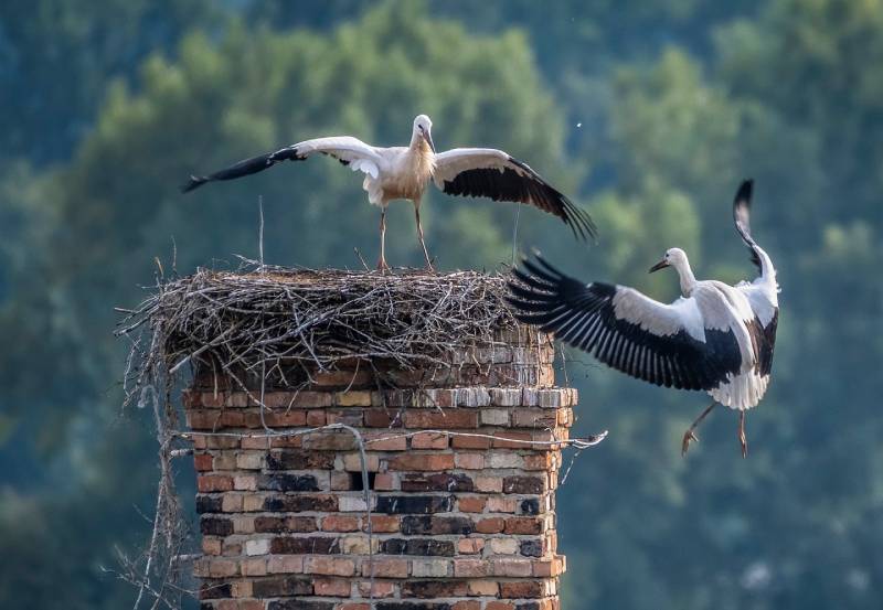 Expert Chimney Animal Removal in San Marcos, CA Professional Chimney Animal Removal Services in San Marcos, California