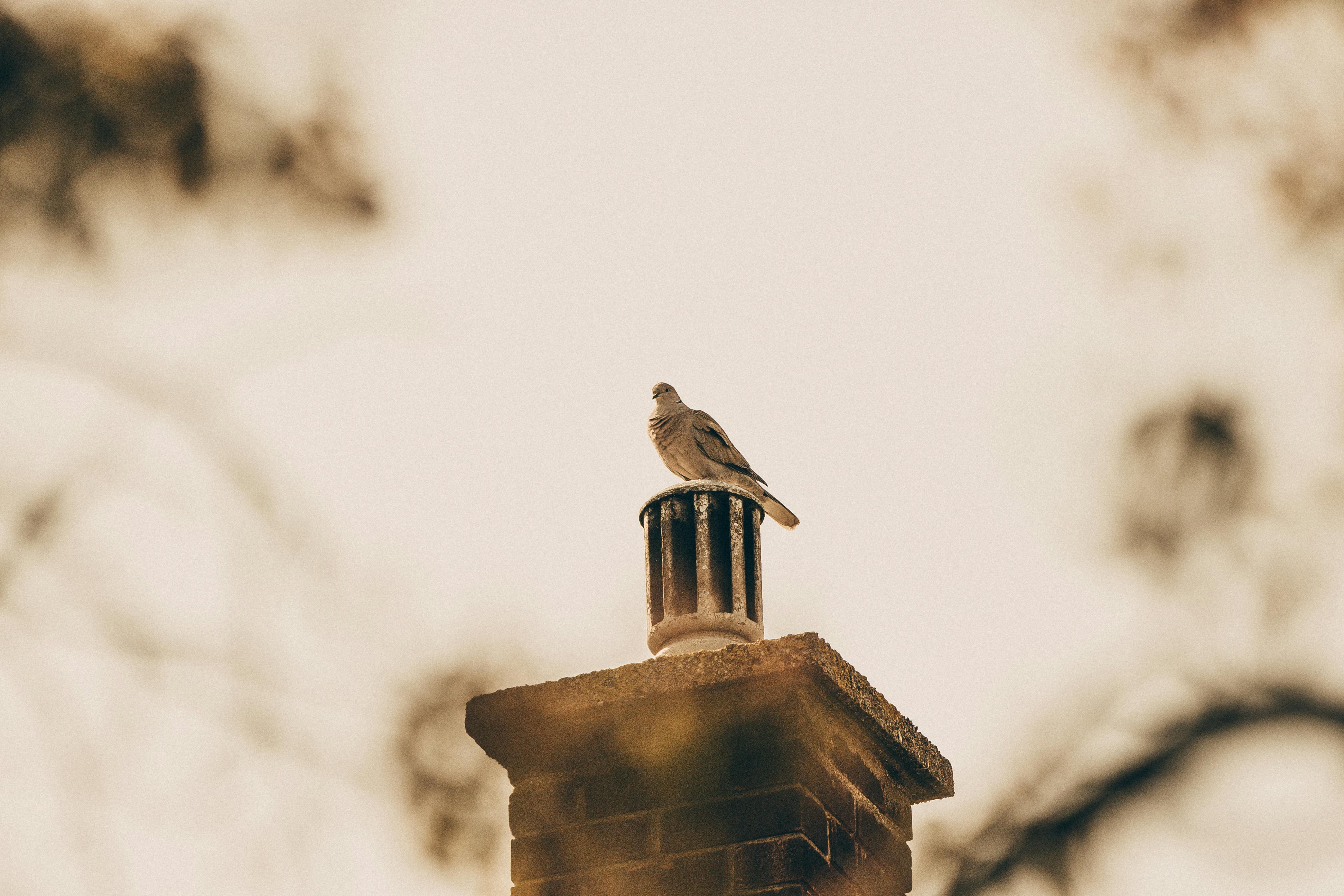 Quality Chimney Caps and Dampers Installation in San Marcos, CA Professional Chimney Cap and Damper In San Marcos California
